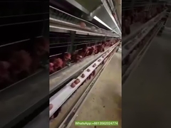 Galvanized Steel 5 Layers Battery Cage H Type Hens Cage For Egg Chicken