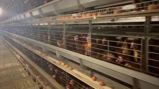 клетка птицы