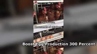 Fully Automatic Layer Chicken Cage System for Poultry Farms