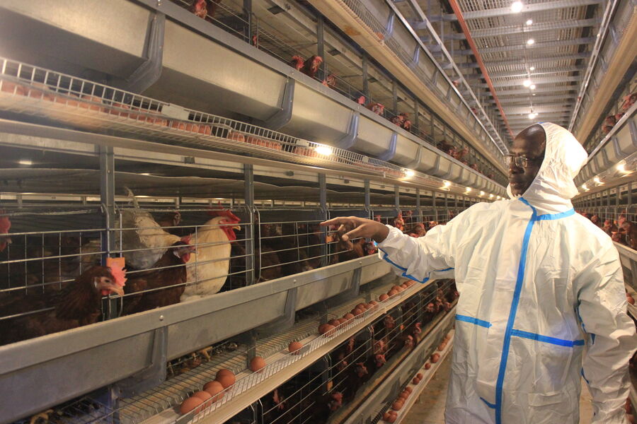 Китай Henan Silver Star Poultry Equipment Co.,LTD Профиль компании