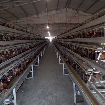 Layer Poultry Battery Cage With Belt Or Scraper Manure Removal System