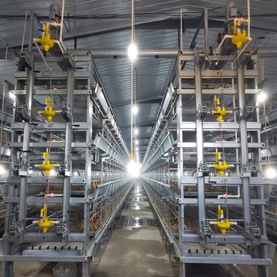 Fully Automatic H Type Broiler Chicken Cage System with Auto Feeding & Cleaning for Modern Poultry Farm