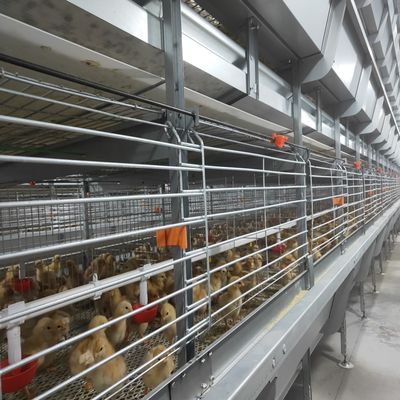 Automated H-Type Broiler Cage System - Hot-Dip Galvanized High-Density Commercial Poultry Farming Equipment