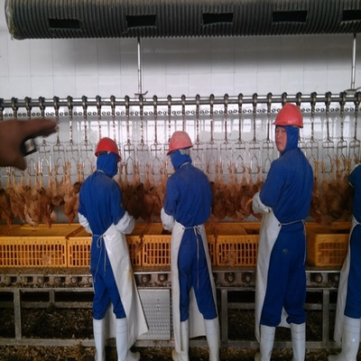 Halal Poultry Automatic Abattoir Chicken Slaughtering Processing Scalding Plucking Machine