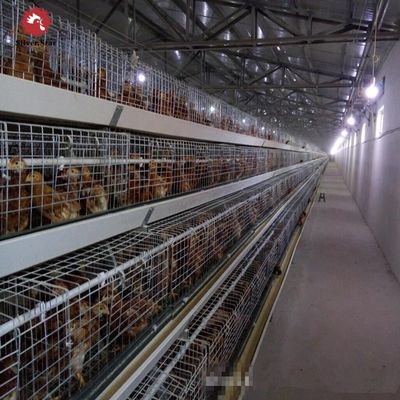 Automated H-Type Broiler Cage System - Hot-Dip Galvanized High-Density Commercial Poultry Farming Equipment