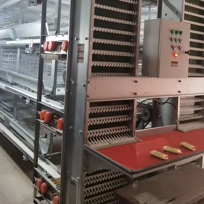 H-Type Layer Battery Cage Hot-Dip Galvanized Full Automation High-Density Breeding Poultry Farming Equipment