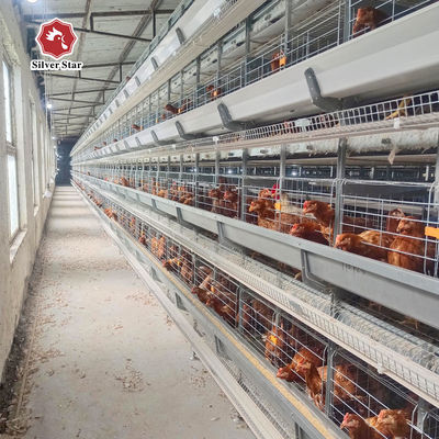 Hot Dip Galvanized Steel High Capacity Poultry Automatic Feeding & Drinking System for Layer Chicken Cage
