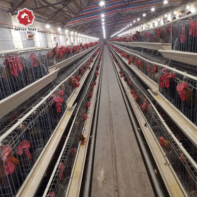 Hot Dip Galvanized Steel High Capacity Poultry Automatic Feeding & Drinking System for Layer Chicken Cage