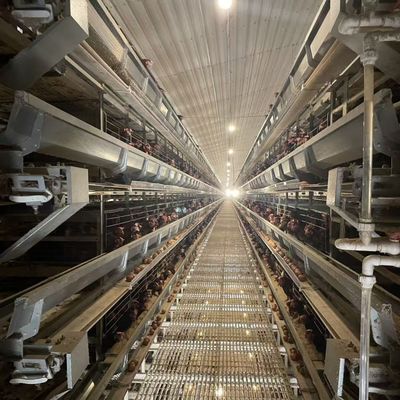 Hot-Dip Galvanized Layer Chicken Cage with Automatic Feeding, Egg Collection, and Manure Removal System