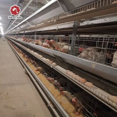 Turnkey H-Type Layer Battery Cage System for 50,000+ Birds with Hot-Dip Galvanized Steel and Full Automation