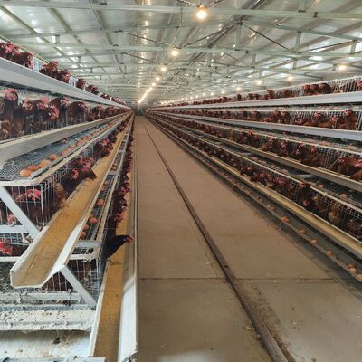 Hot-Dip Galvanized A-Type Layer Cage | Auto Egg Collection Battery Cage