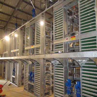 Fully Automatic H-Type Broiler Battery Cage System with Hot-Dip Galvanized Frame for High-Density Commercial Meat Chicken Farms