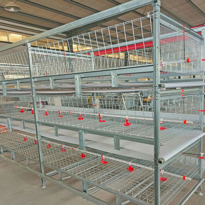 Automated H-Type Broiler Cage System for High-Density Commercial Poultry Farming with Hot-Dip Galvanized Protection