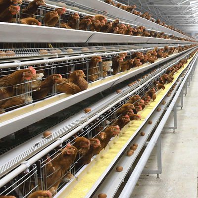 Automatic H-Type Broiler Battery Cage System for Meat Chicken Farms | Hot-Dip Galvanized