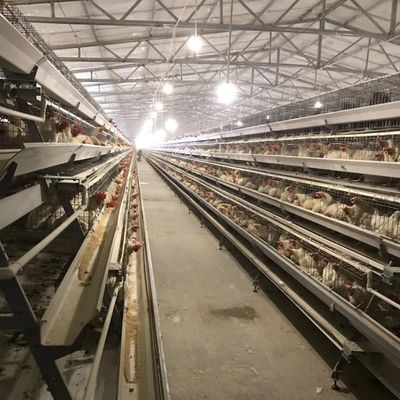 Устойчивая слойная куриная клетка с 3 или 4 уровнями для использования пространства и долговременной коррозионной стойкости, подходящая для птицеводческих ферм