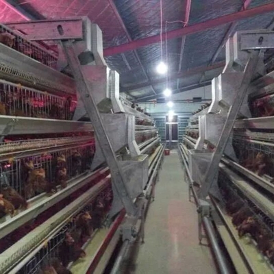 Poultry Farm A Type Chicken Cages For Laying Eggs Stable Structure