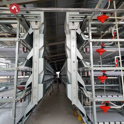 Automatic H-Type Broiler Battery Cage System for Commercial Meat Chicken Farms