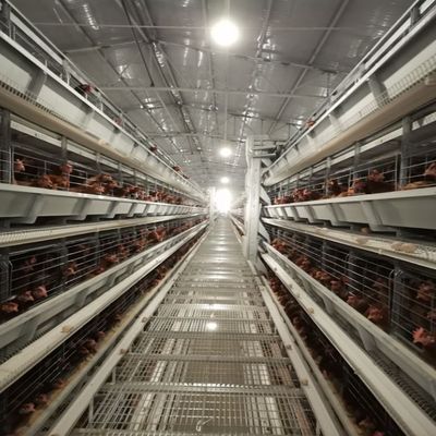 Automatic H-Type Broiler Battery Cage System for Commercial Meat Chicken Farms