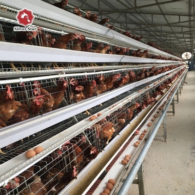 Layer Poultry Battery Cage With Belt Or Scraper Manure Removal System