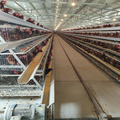 Hot Dip Galvanized Egg Layer Chicken Cage A Type Battery 96 Birds 128 Birds Poultry Farm