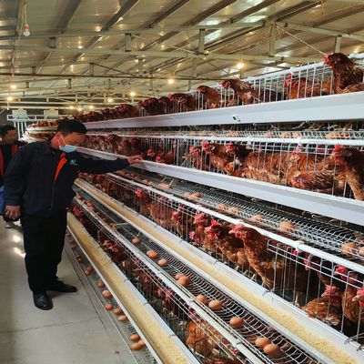 Экономичная система клеточных аккумуляторных батарей типа А с отличной вентиляцией для 3-х/4-х ярусных птицефабрик
