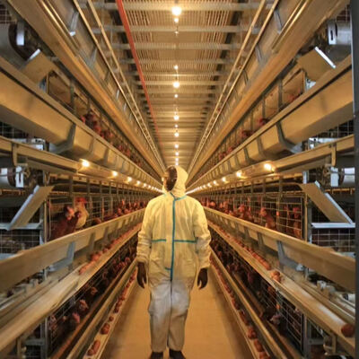 Полностью автоматическая клетка для бройлеров из оцинкованной стали с 3 или 4 уровнями для птицеводства