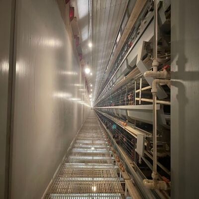 Hot Galvanized H Type Layer Cage with Automatic Feeding for Large Poultry Farm Projects
