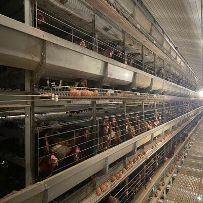 Батарейные куриные клетки Полностью автоматическая система контроля окружающей среды, подходящая для птицеводства