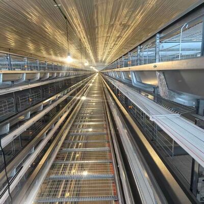 4 уровни слойная куриная клетка с кормильцами, подходящие для интенсивного содержания курицы в слоях и оптимизированных операций по кормлению